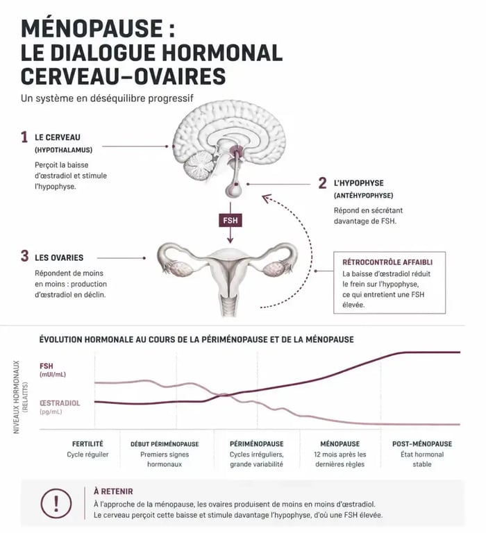 Schéma du dosage hormonal FSH et œstradiol pour le diagnostic de la ménopause par prise de sang
